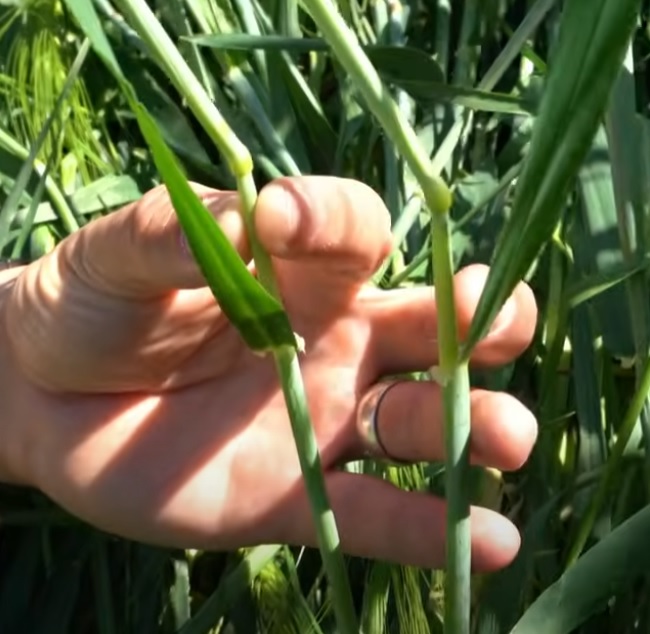 Bent nodes in the crop circle. Caspersight shows us.